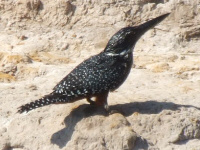 Giant Kingfisher Giant Kingfisher